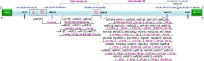 Deregulated expression of the 14q32 miRNA cluster in clear cell renal cancer cells